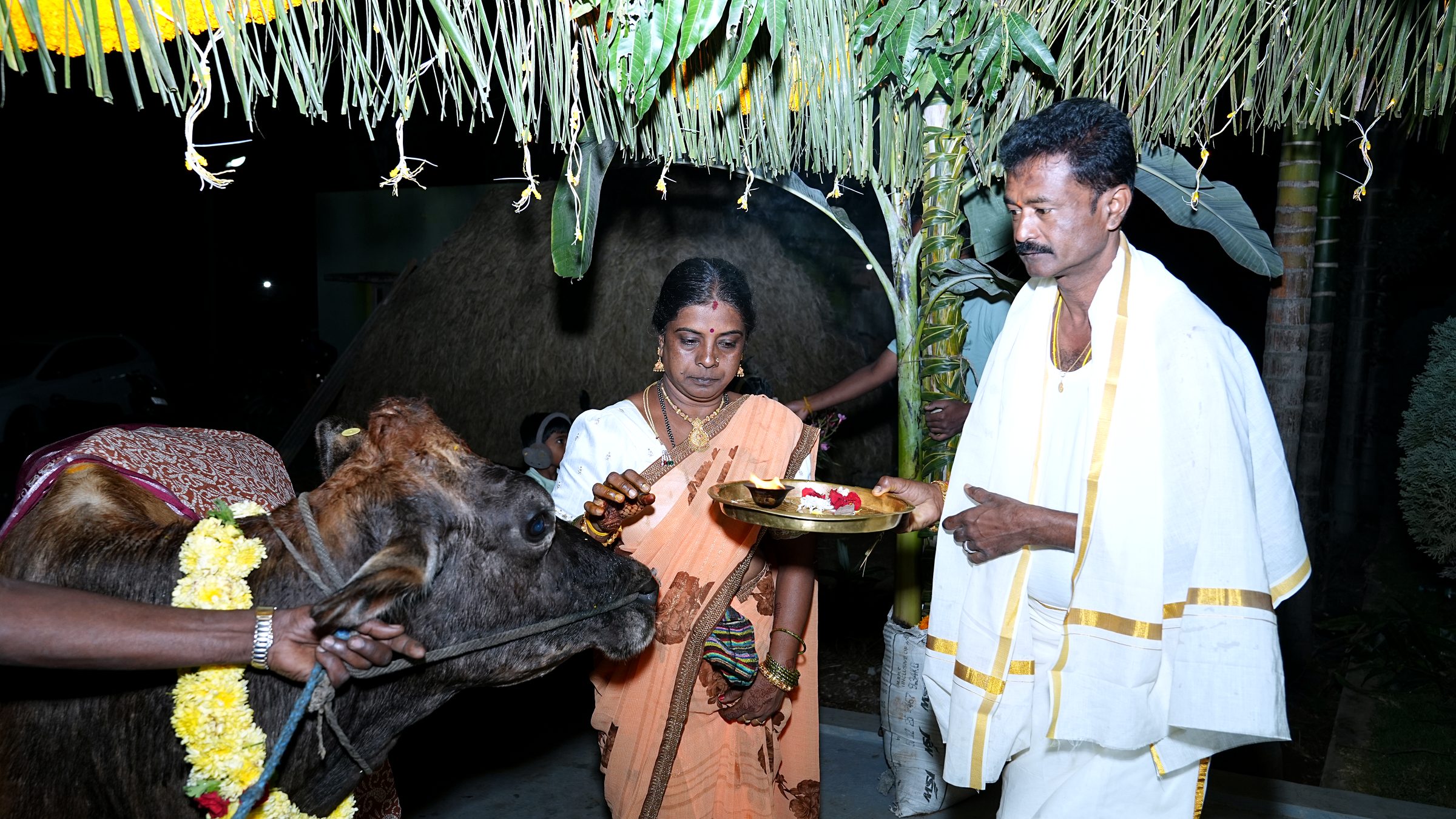 Traditional cow blessing ritual during a rural Griha Pravesha ceremony